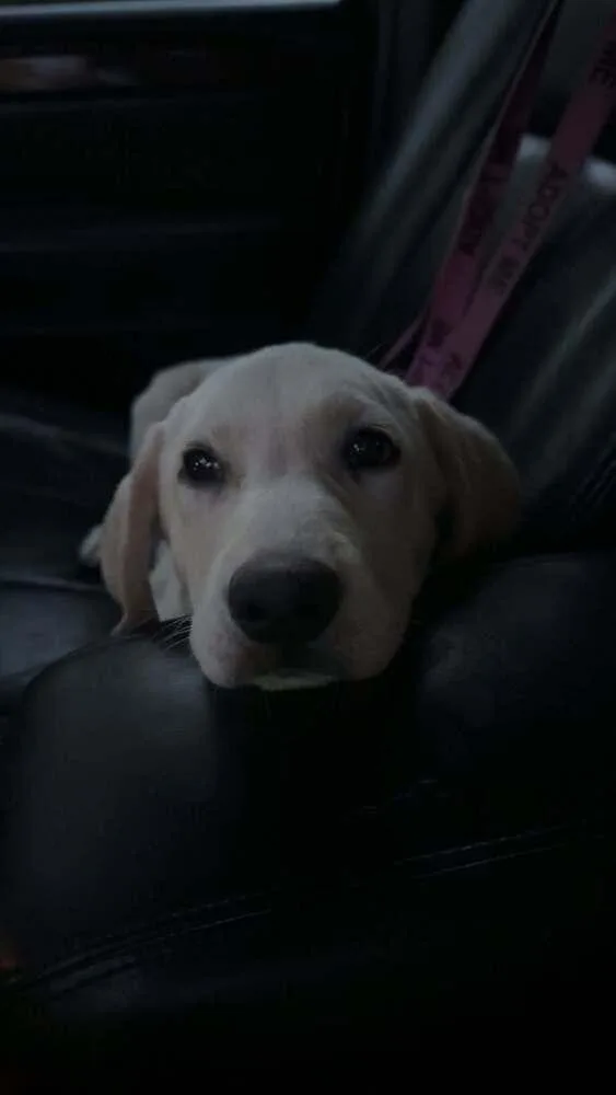 Cooper thumbnail 4