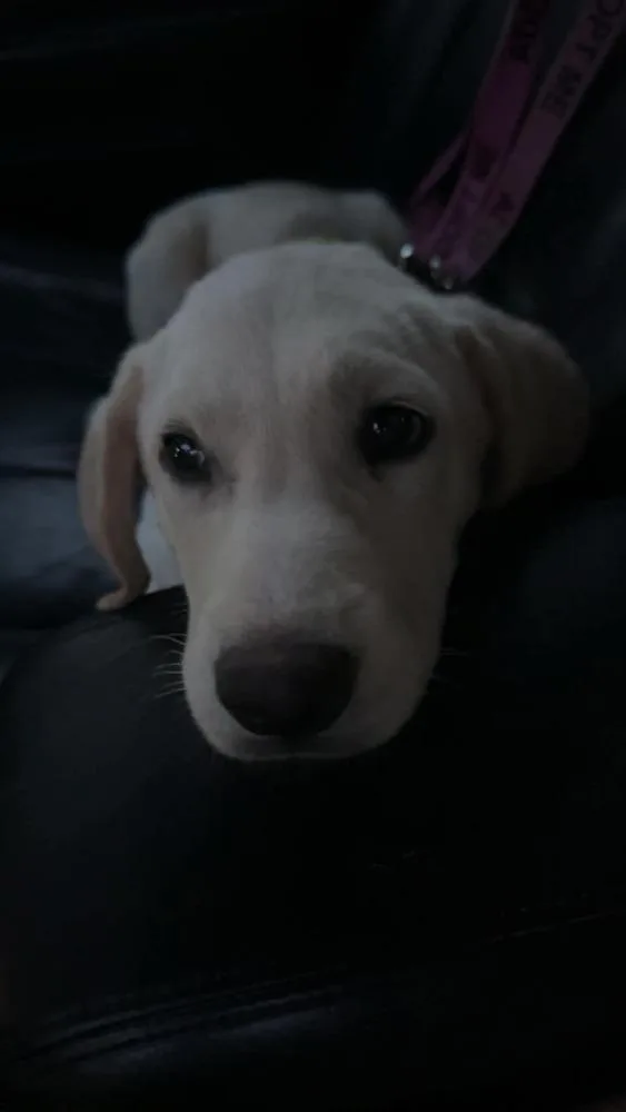 Cooper thumbnail 6