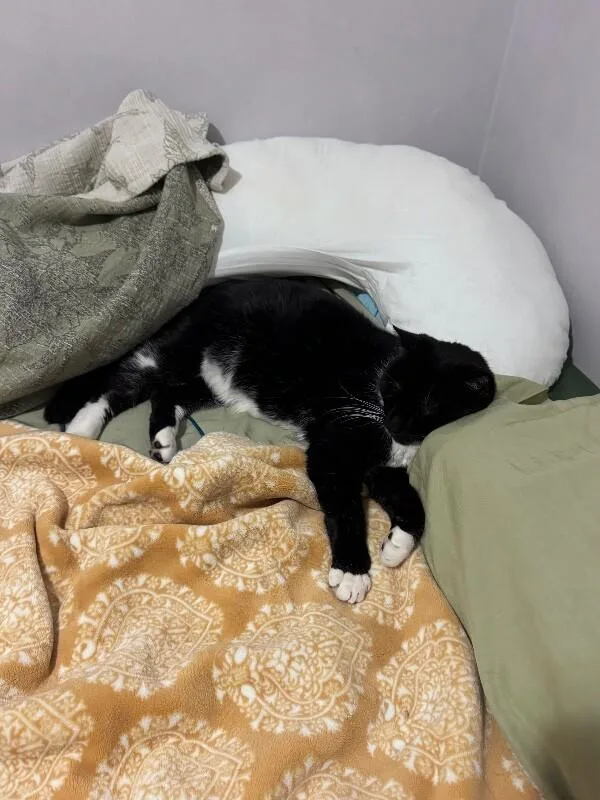An adult medium-sized male Black Domestic Short Hair cat named Hank for adoption in North Babylon, NY