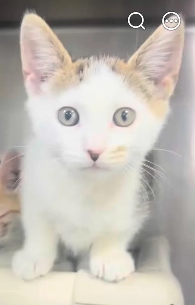 A baby medium-sized male Domestic Short Hair cat named Pico for adoption in New Manchester, WV