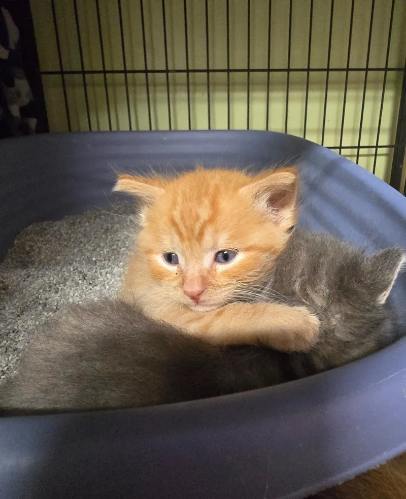 A baby small-sized male Domestic Short Hair cat named Alto for adoption in Auburn, IN