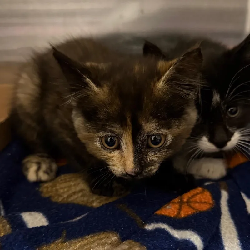 A baby small-sized female Domestic Short Hair cat named Mrs. White for adoption in Cody, WY