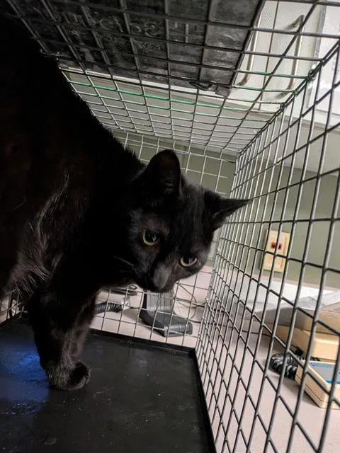 An adult medium-sized female Domestic Short Hair cat named Bonnie Jean for adoption in Jacksonville, FL