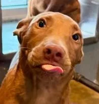 A young large-sized male Labrador Retriever dog named Reeses for adoption in Kansas City, MO
