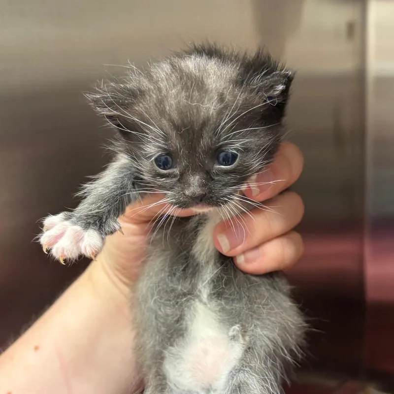 A baby small-sized female Black Domestic Short Hair cat named Tape Dispenser for adoption in Morganton, NC