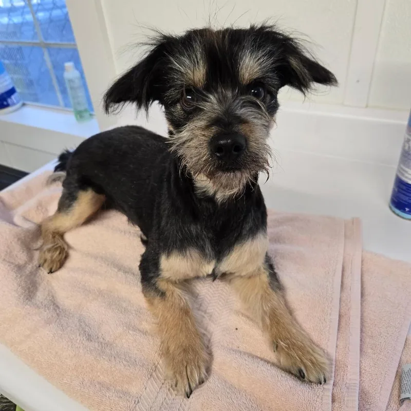A young small-sized male Black Yorkshire Terrier dog named Rocky for adoption in Pennsville, NJ