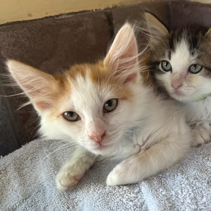 A baby small-sized male Orange / Red Domestic Medium Hair cat named Donnie for adoption in Los Angeles, CA