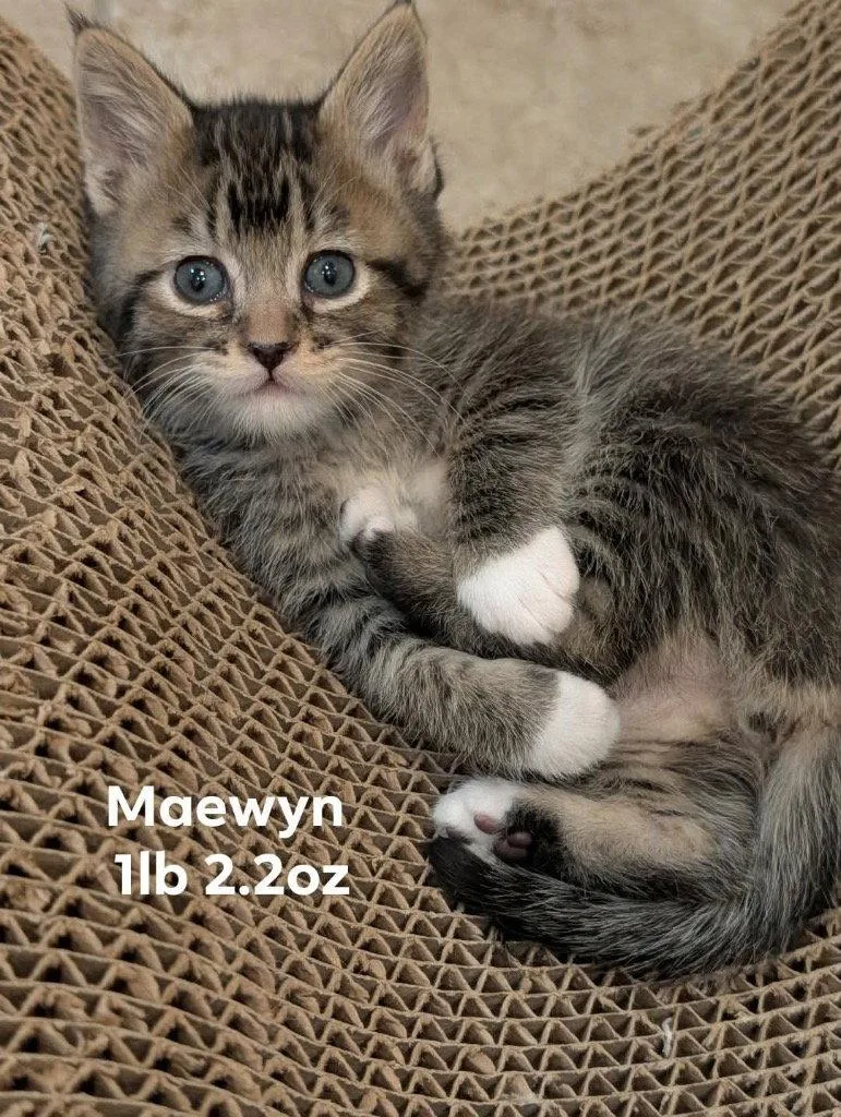 A baby small-sized female Tabby cat named Maewyn for adoption in Saint George, UT