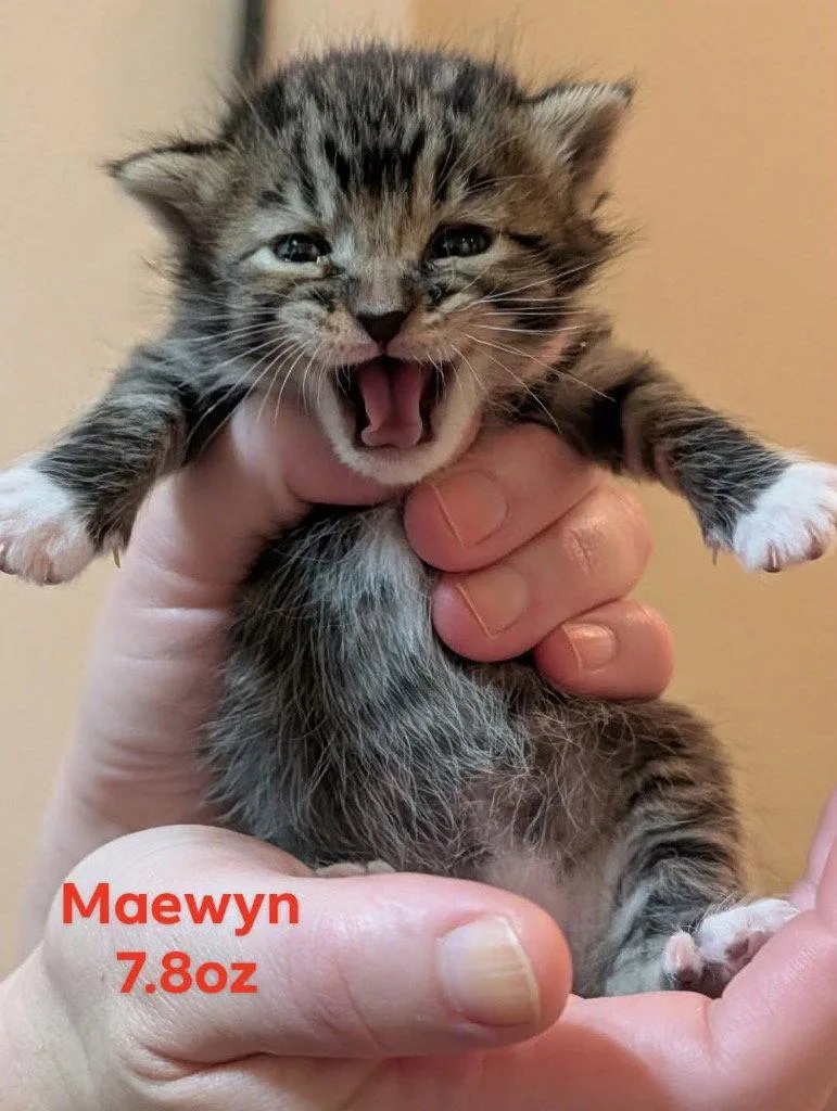 Maewyn thumbnail 2