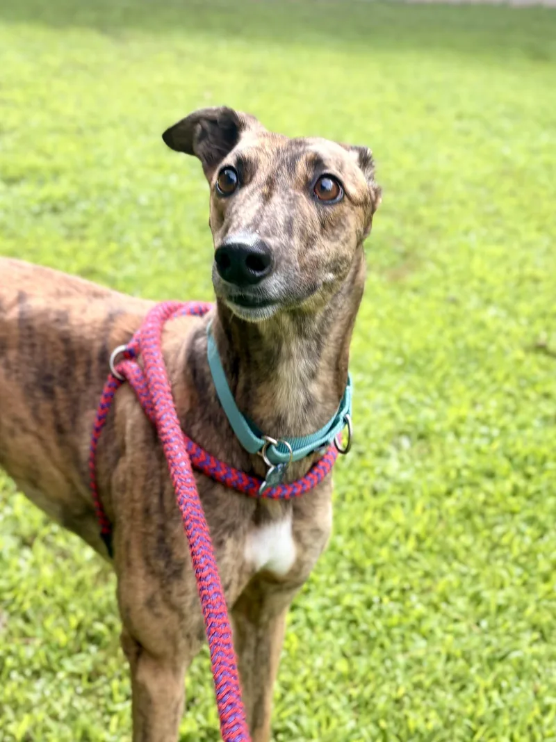 An adult large-sized female Brindle Greyhound dog named Auri for adoption in Swanzey, NH