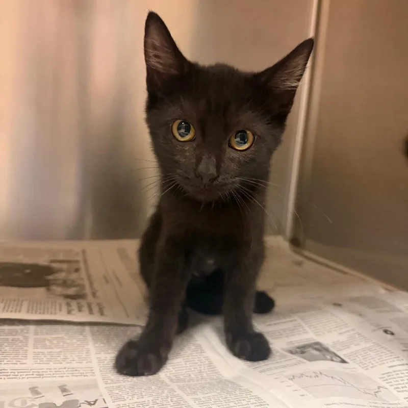 A baby small-sized female Black Domestic Short Hair cat named Queen Miranda for adoption in Springboro, OH