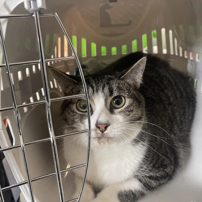 An adult medium-sized female Brown / Chocolate Domestic Short Hair cat named Rose for adoption in Clearwater, FL