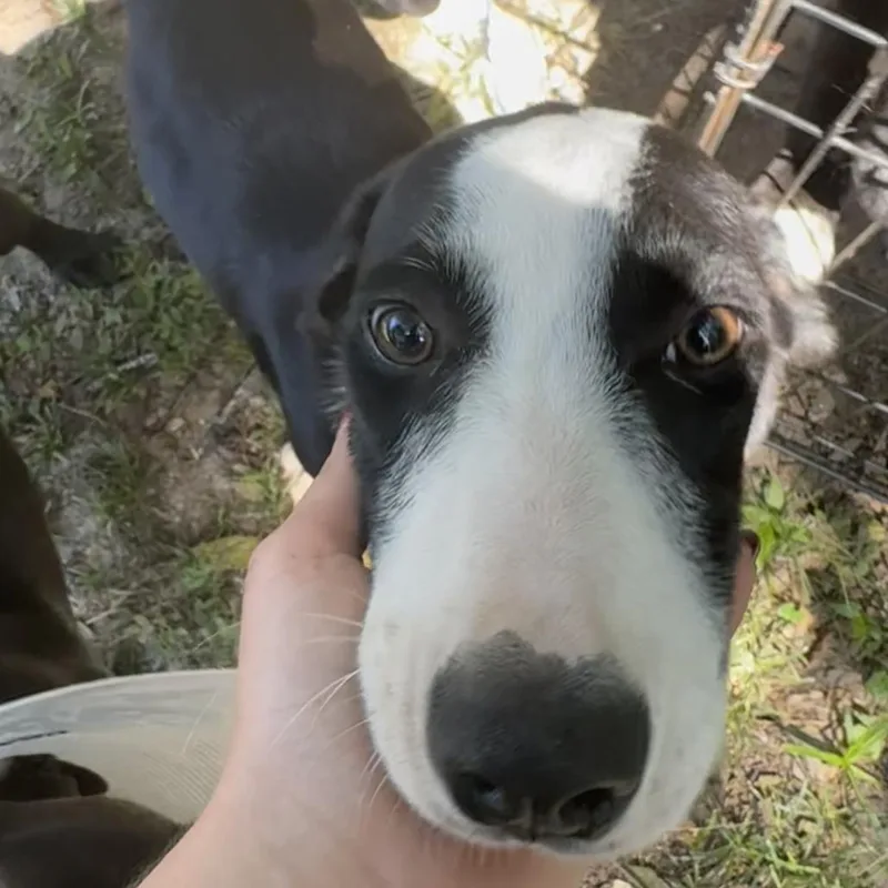 A baby small-sized male Black Mixed Breed dog named Pooh for adoption in Columbus, GA