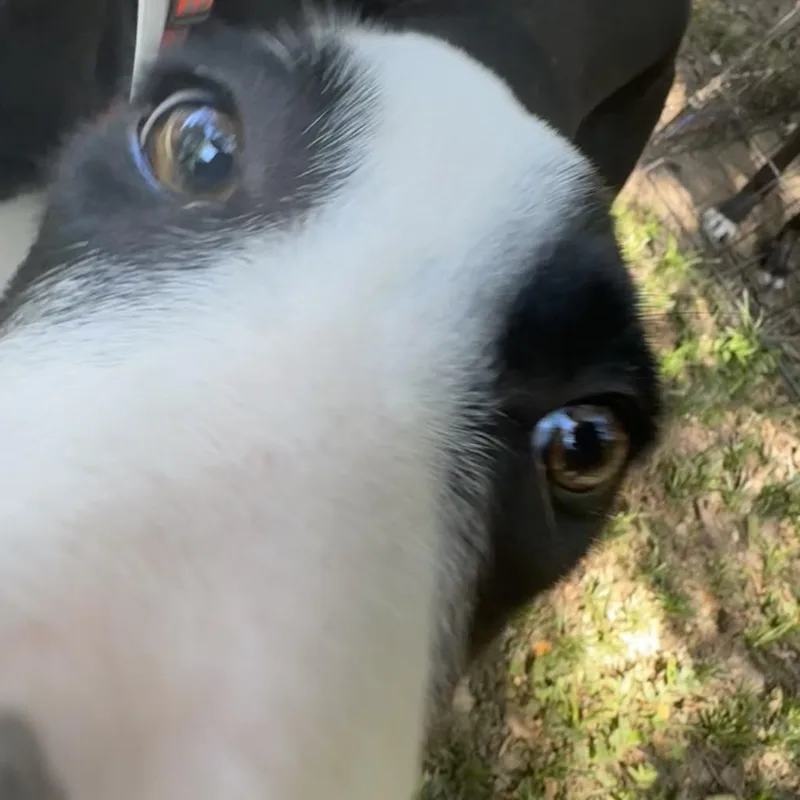 Pooh thumbnail 4