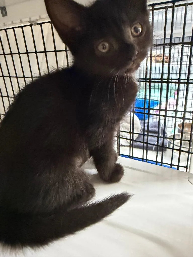 A baby small-sized female Domestic Short Hair cat named Hisoka for adoption in Ewing, NJ