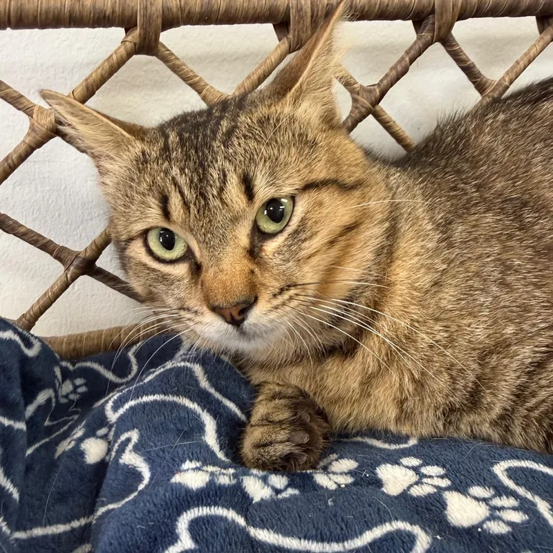 An adult small-sized male Brown / Chocolate Domestic Short Hair cat named Nugget for adoption in Houston, TX