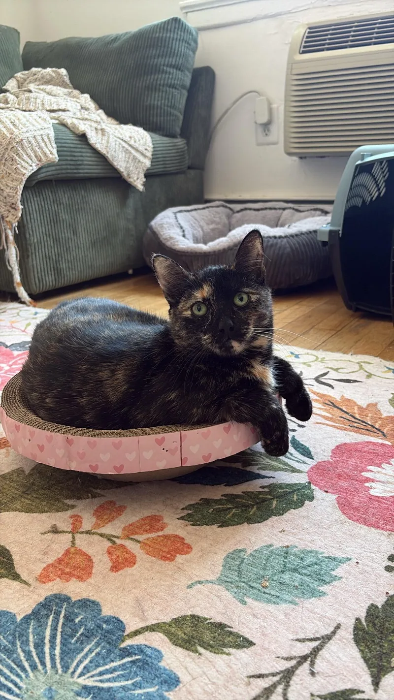 A young medium-sized female Tortoiseshell Domestic Short Hair cat named Mitzi for adoption in Newark, NJ