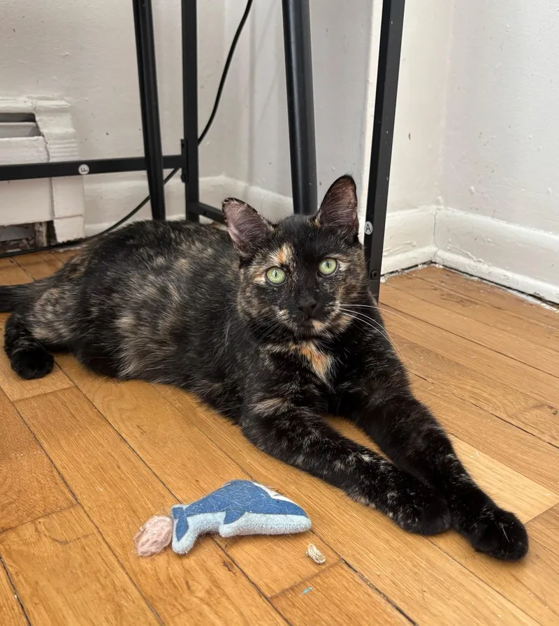 Mitzi thumbnail 2