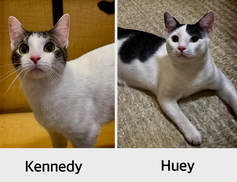 A young medium-sized male Black & White / Tuxedo Domestic Short Hair cat named Kennedy and Huey for adoption in Owasso, OK