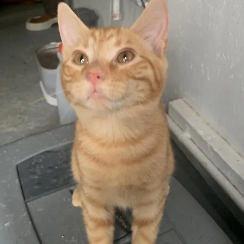 A baby small-sized male Orange / Red Domestic Short Hair cat named Jack Estep for adoption in Woodstock, VA