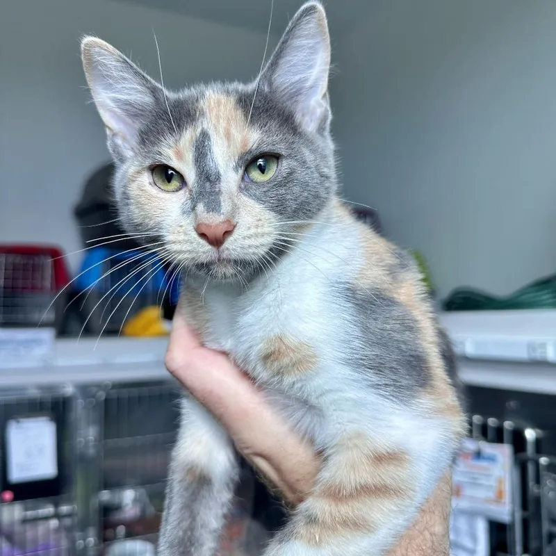 A baby small-sized female Torbie Domestic Short Hair cat named Milky Way for adoption in Matteson, IL