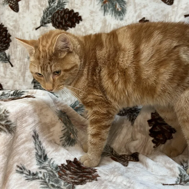 Derrick  At Petsmart thumbnail 2