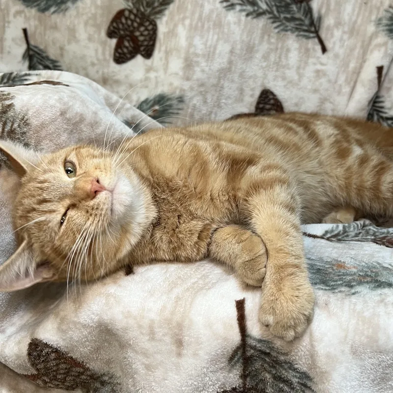 Derrick  At Petsmart thumbnail 5