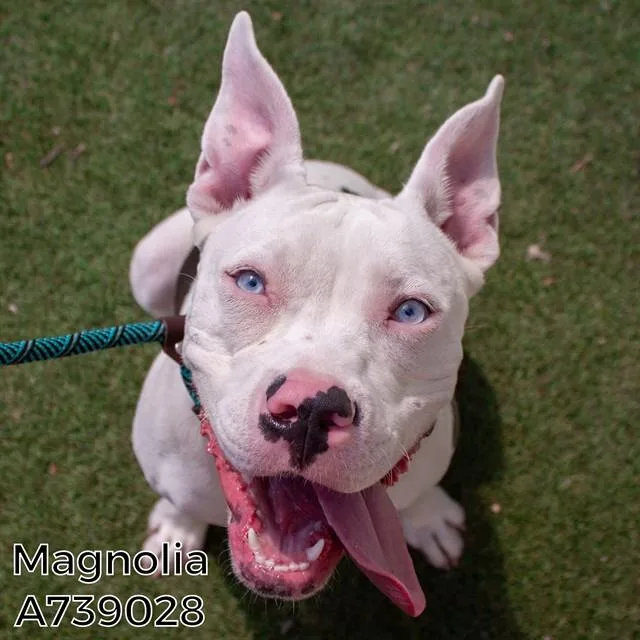 A young medium-sized female Pit Bull Terrier dog named Magnolia for adoption in Sacramento, CA