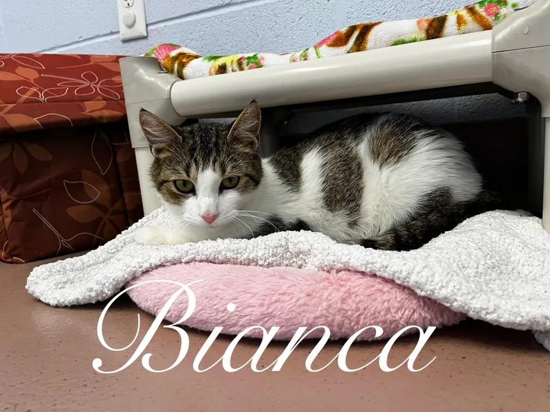Bianca