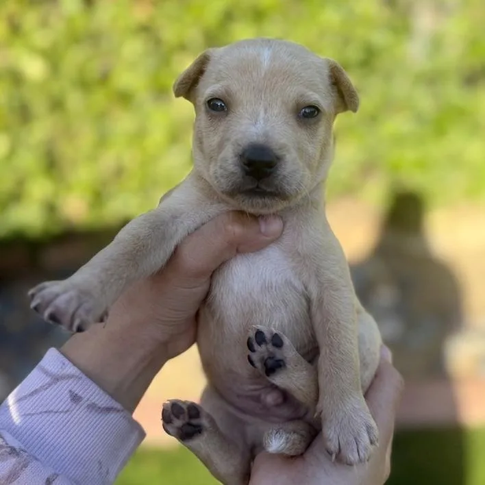 A baby small-sized male White / Cream Terrier dog named Leo for adoption in San Diego, CA