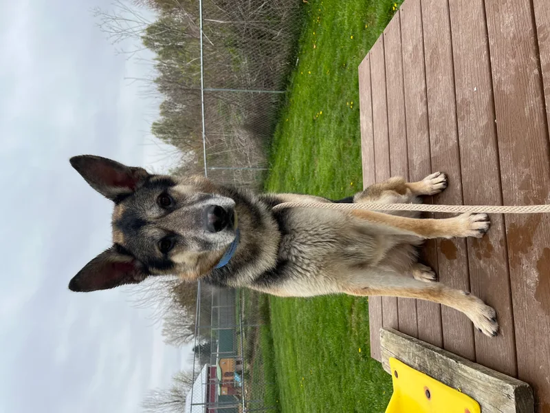 An adult large-sized male Tricolor (Brown, Black, & White) German Shepherd Dog dog named Creek for adoption in Xenia, OH