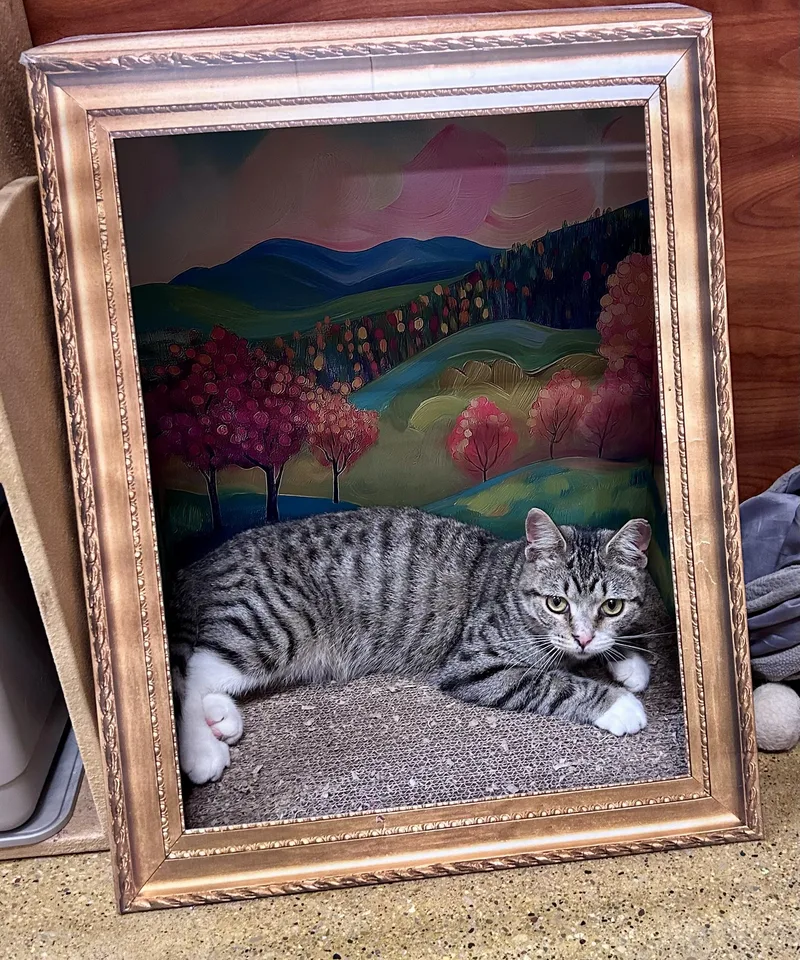 A baby medium-sized male Domestic Short Hair cat named Scrabble for adoption in Huntley, IL