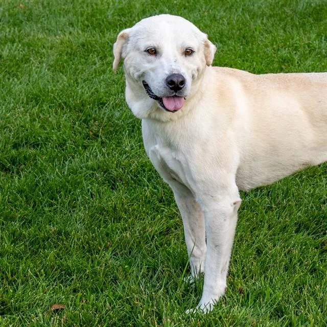 An adult large-sized male Labrador Retriever dog named Neo for adoption in St. Louis, MO