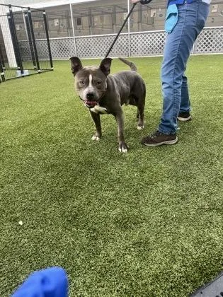 An adult medium-sized male American Bulldog dog named Tiny for adoption in Gainesville, FL