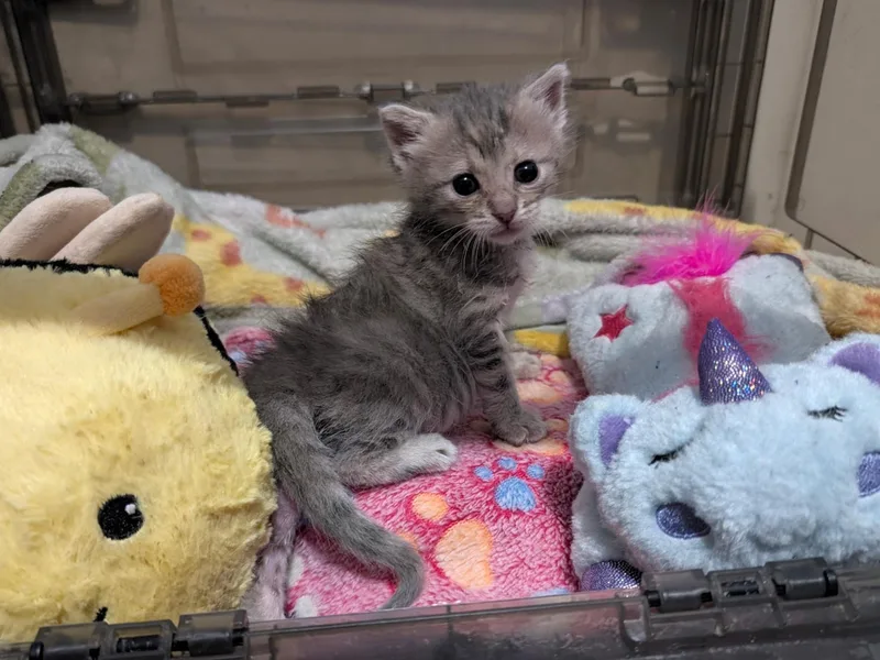 A baby medium-sized female Tabby (Gray / Blue / Silver) Domestic Short Hair cat named Minnie Jack for adoption in Johnson City, TN