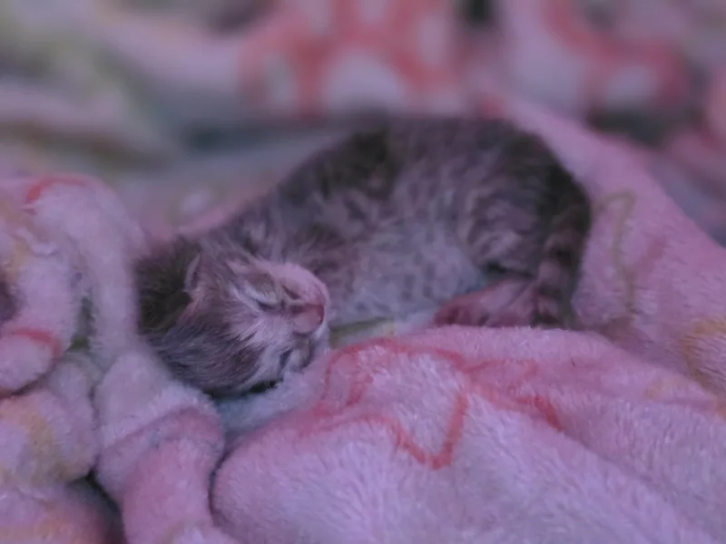 Minnie Jack thumbnail 3