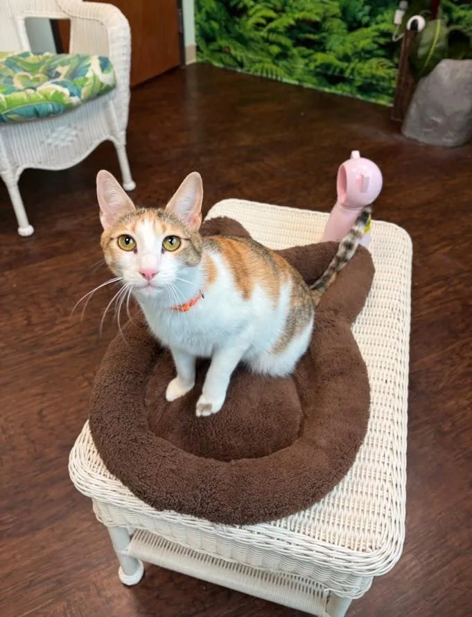 Pepper Potts thumbnail 2