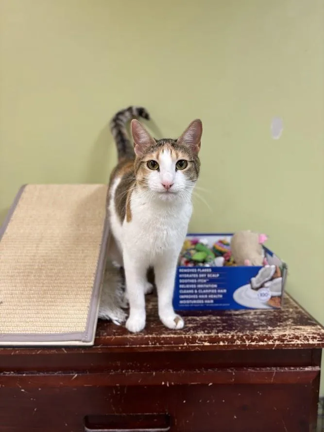 Pepper Potts thumbnail 3