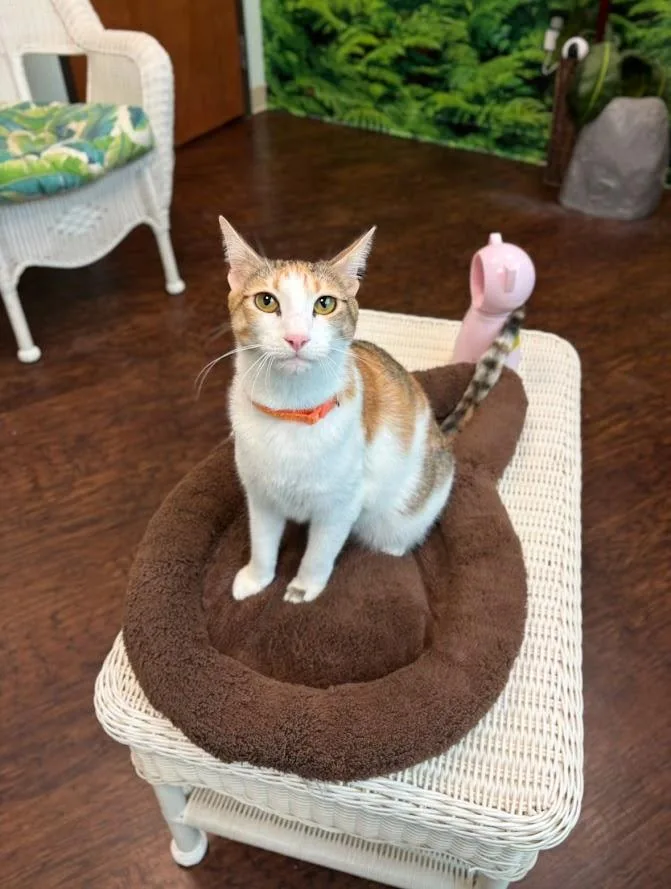 Pepper Potts thumbnail 4