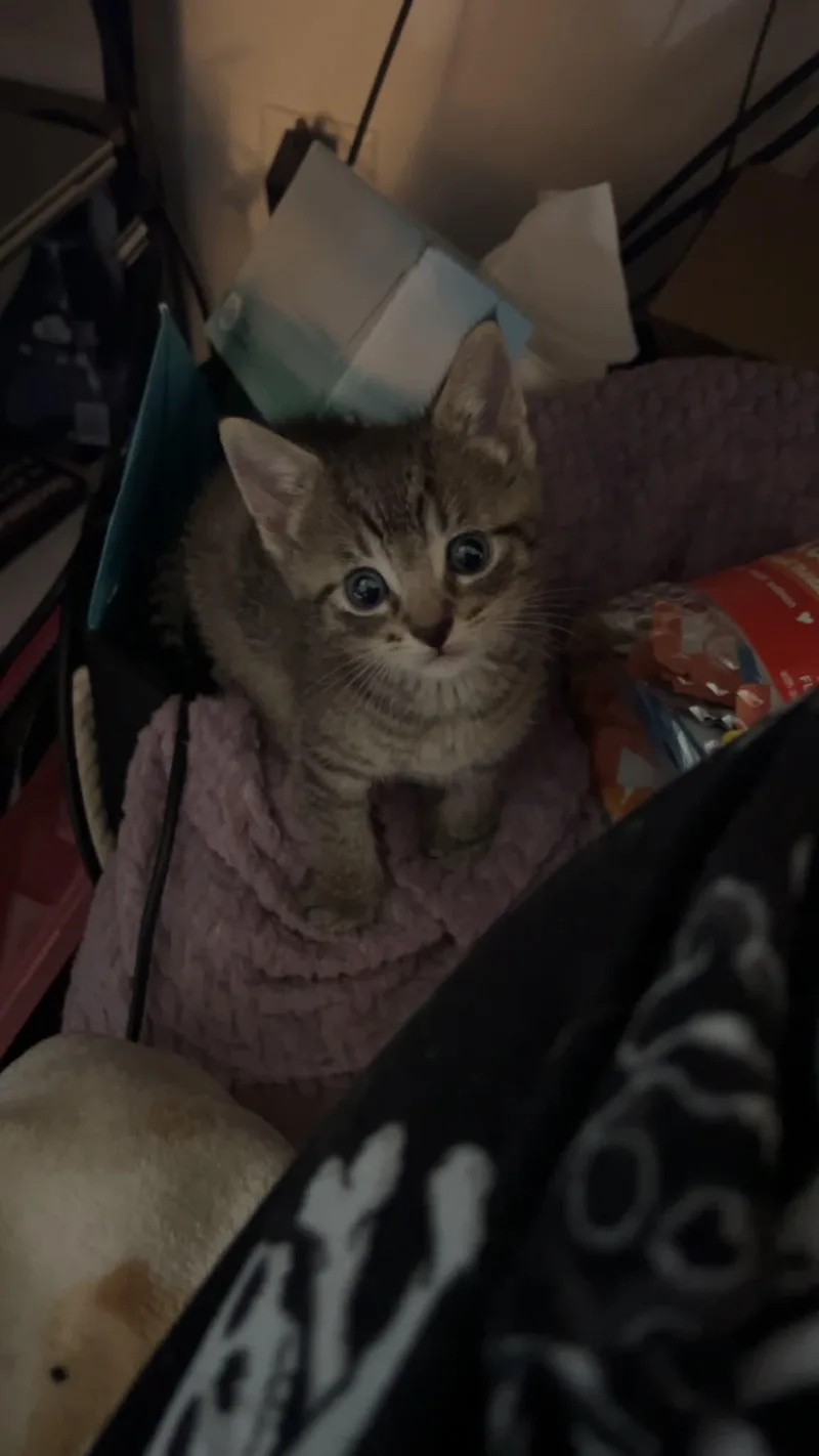 A baby small-sized male Domestic Short Hair cat named River for adoption in Milwaukee, WI