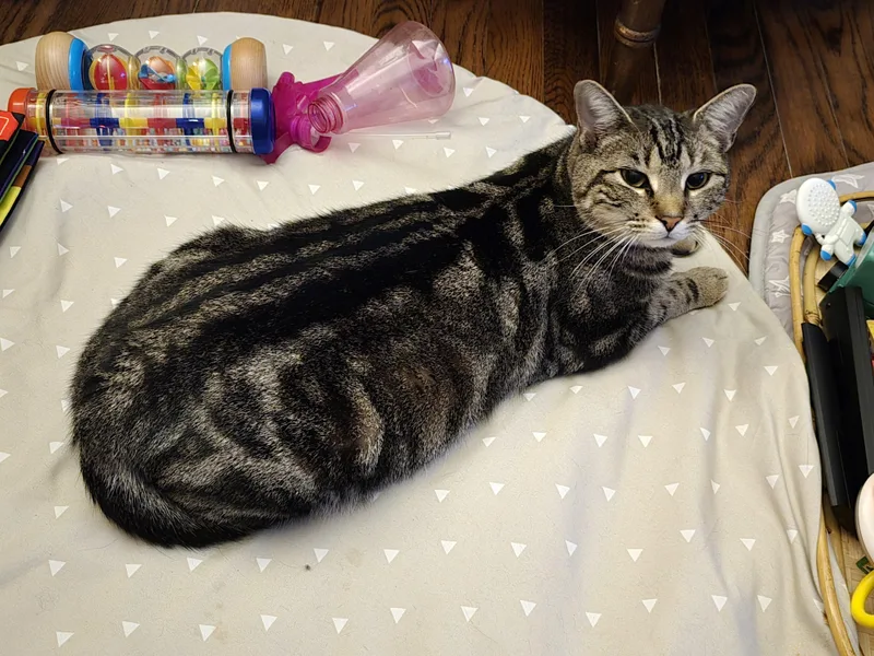 A young medium-sized female Tabby (Buff / Tan / Fawn) Tabby cat named Ibiza for adoption in Norfolk, VA