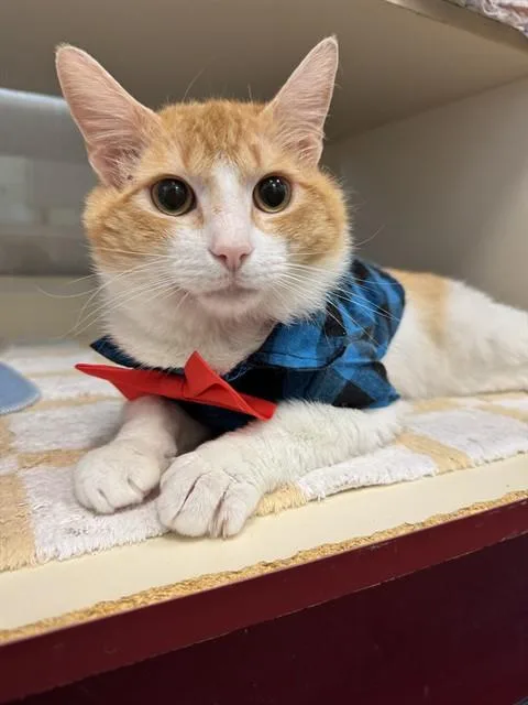 An adult medium-sized male Domestic Short Hair cat named Air Freshener for adoption in Louisville, KY