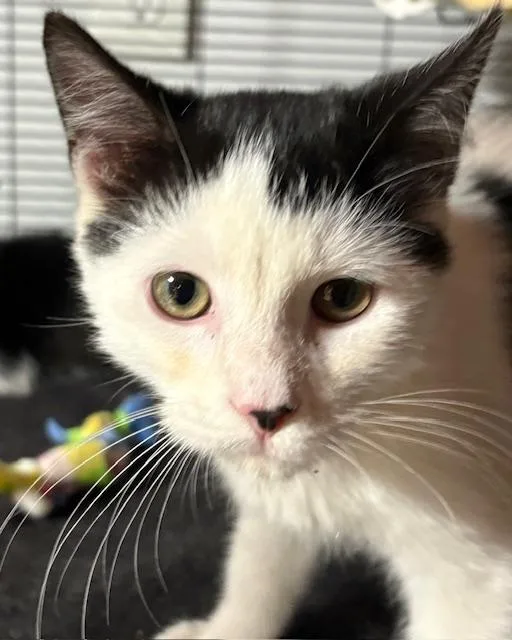 A young medium-sized male Black & White / Tuxedo Tuxedo cat named Joker for adoption in Porter, TX