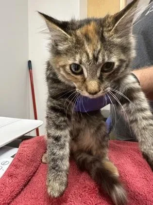 A baby small-sized female Domestic Short Hair cat named Willa for adoption in Sacramento, CA