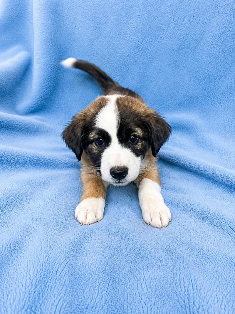 A baby medium-sized female Pit Bull Terrier dog named Liberty for adoption in Nashville, TN