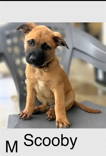 A baby small-sized male Shepherd dog named Scooby for adoption in Riverside, CA
