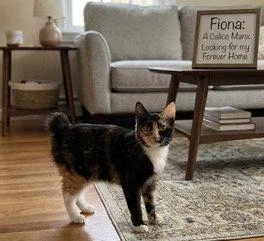 An adult medium-sized female Domestic Short Hair cat named Fiona for adoption in Franklin, TN