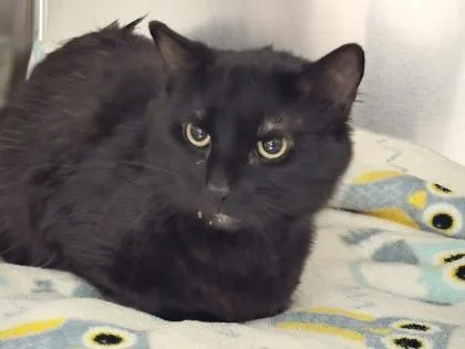An adult medium-sized male Cream / Ivory Domestic Short Hair cat named Squeak for adoption in Sacramento, CA