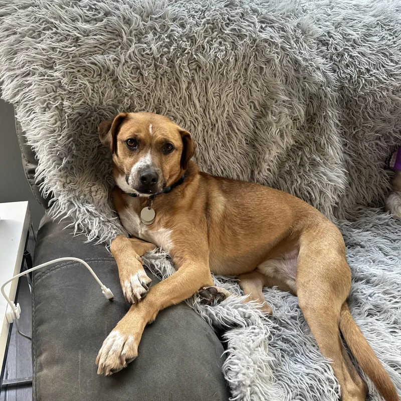 An adult medium-sized male Red / Chestnut / Orange Rhodesian Ridgeback dog named Jorge Rogelio Vicente Cortez for adoption in San Diego, CA