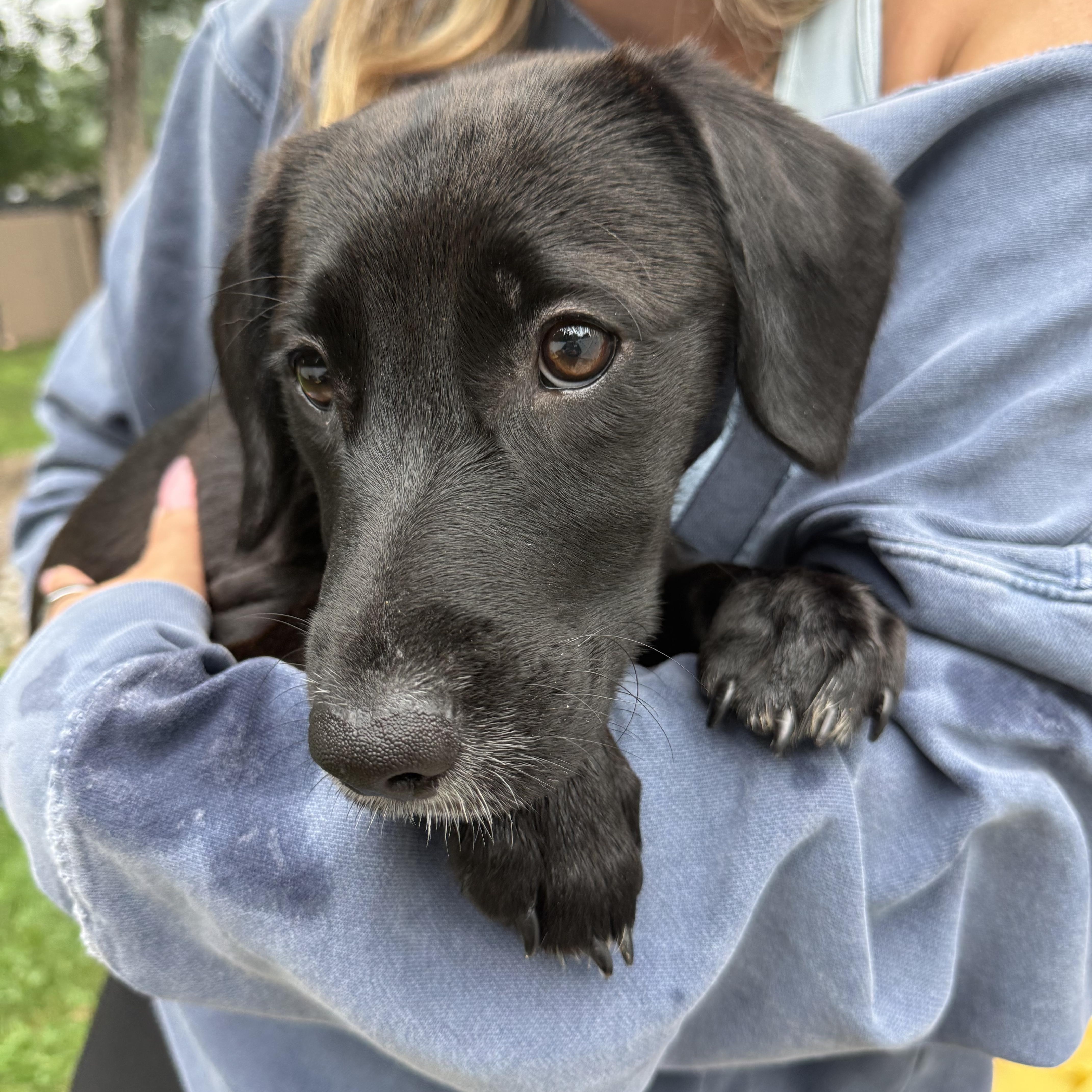 A baby medium-sized female Black Labrador Retriever dog named Pepper for adoption in Newfoundland, NJ